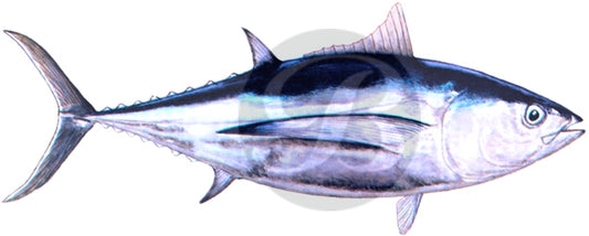 Albacore Tuna Decal