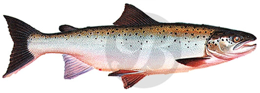 Atlantic Salmon Decal