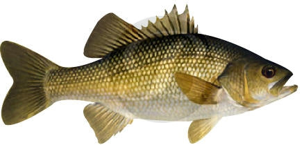 Australian Bass Decal