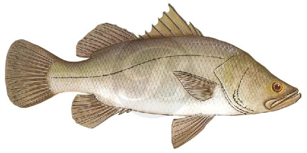 Barramundi (Giant Perch) Decal
