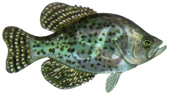 Black Crappie (Small) Decal