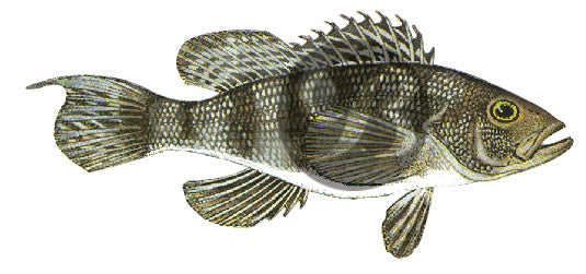 Black Seabass Decal
