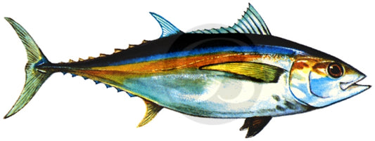 Blackfin Tuna Decal