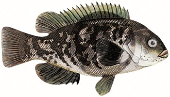 Blackfish Decal
