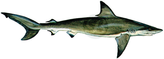 Blacktip Shark Decal