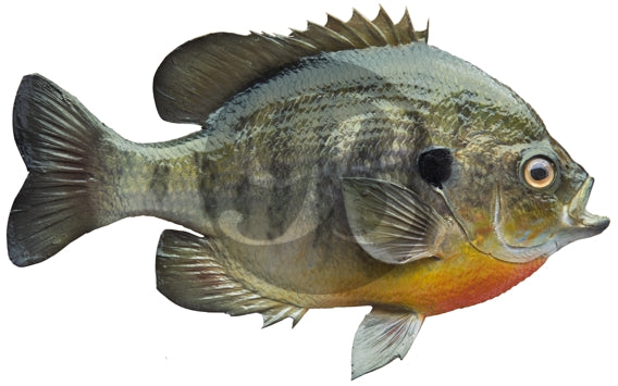 Bluegill Decal