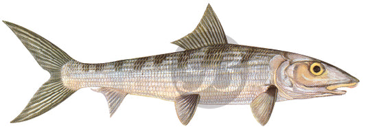Bonefish Decal