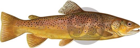 Brown Trout Decal