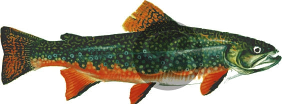 Brook Trout Decal