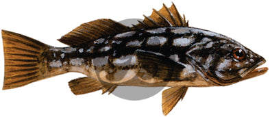 Calico Bass Decal