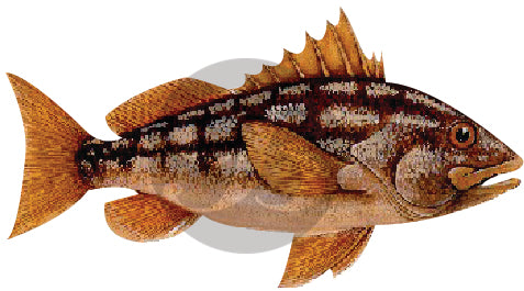 Calico Bass (Kelp Bass) Decal