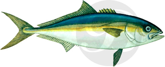 California Yellowtail Decal