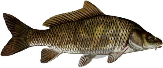 Carp (England) Decal