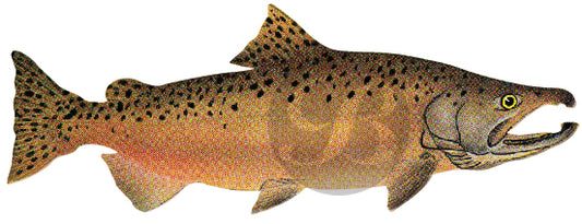 Chinook Salmon (Mating) Decal