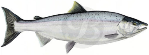 Coho Salmon Decal