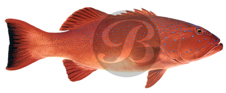 Coral Trout Decal