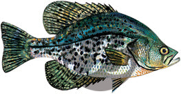 Crappie Decal