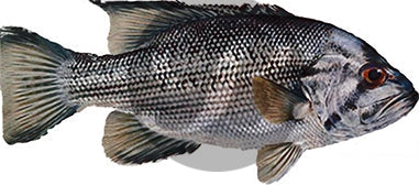 Duhfish Decal