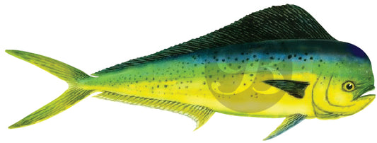 Dolphin Fish Decal