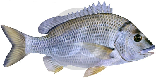 Eastern Black Bream Decal