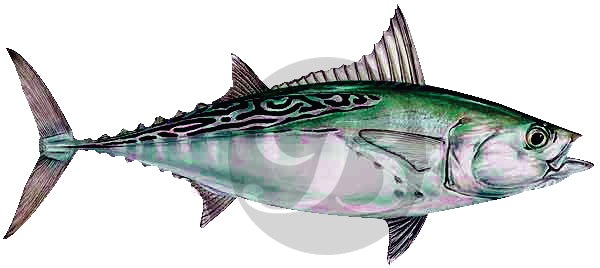 False Albacore Decal