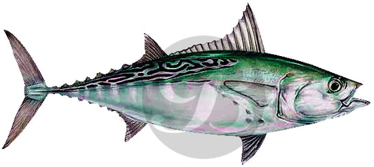 False Albacore Decal