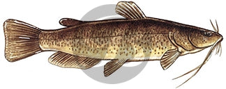 Flathead Catfish Decal