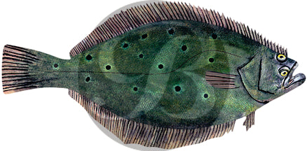 Flounder Decal