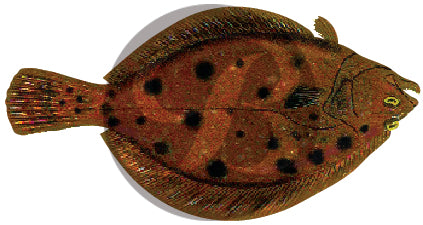 Fluke Decal