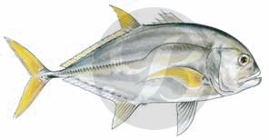 Giant Trevally Decal