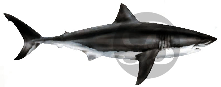 Great White Shark Decal