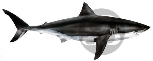 Great White Shark Decal
