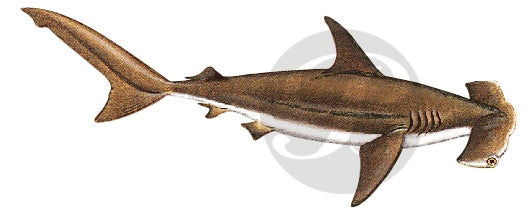 Hammerhead Shark Decal