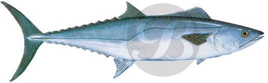 Kingfish Decal