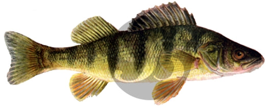 Lake Perch Decal