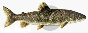 Lake Trout Decal