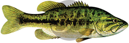 Largemouth Bass Decal