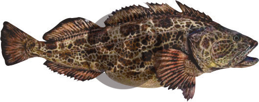 Ling Cod Decal