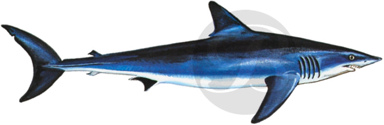 160, Mako Shark Fishing Rod Decal