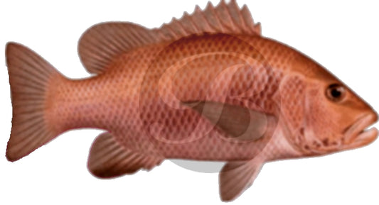 Mangrove Jack (Red Snapper) Decal