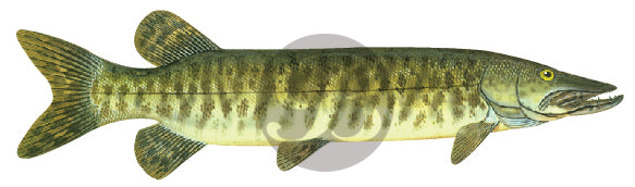 Muskie Decal