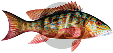 Mutton Snapper Decal