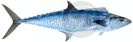 Narrow Barred Mackeral Decal