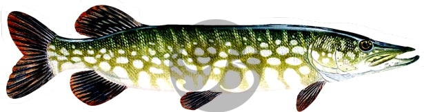 Northern Pike Decal
