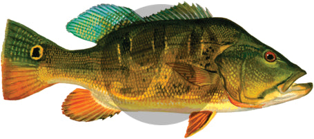 Peacock Bass Decal