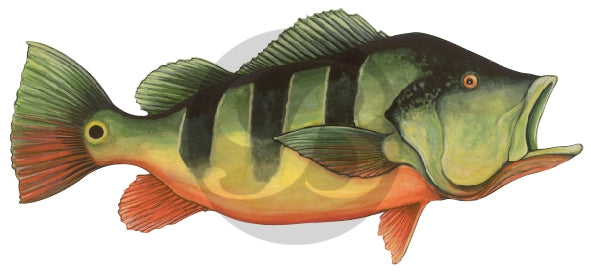 Peacock Bass Decal
