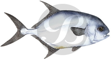 Permit Decal