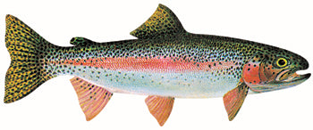 Rainbow Trout Decal