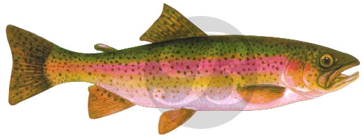 Rainbow Trout Decal