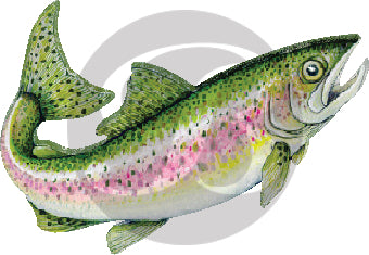 Rainbow Trout Action Decal